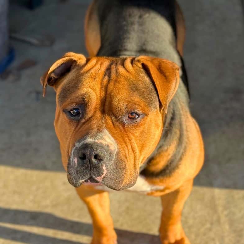 A close-up of a tan and brown American bulldog standing outside in the sun.