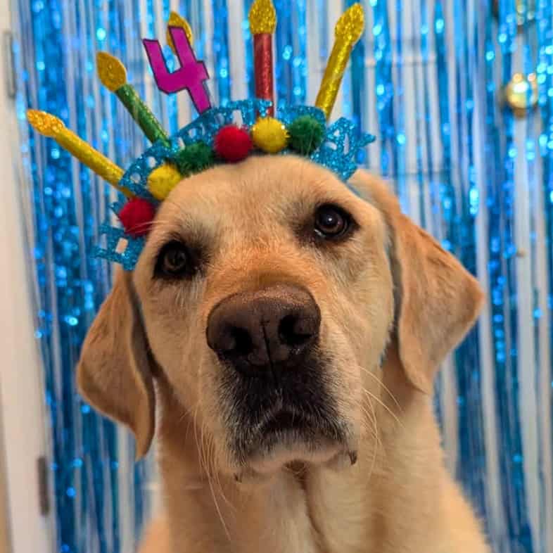 A close-up of a yellow Labrador retriever wearing a blue glittery birthday headband with a large pink number 4 and colorful candle decorations.