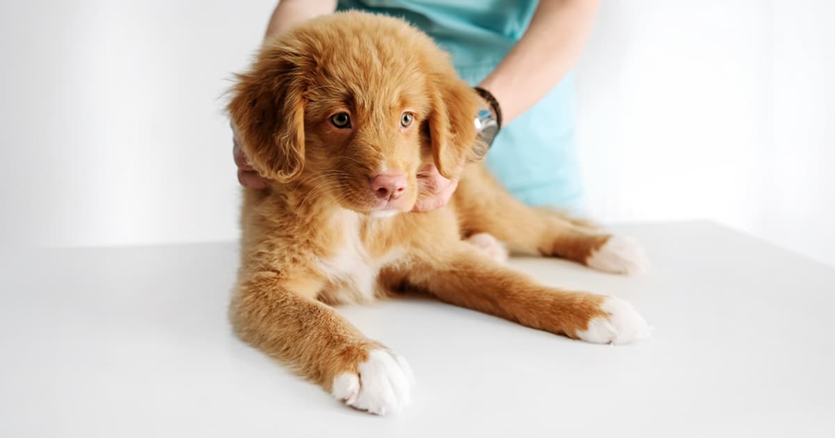 A fluffy, golden-brown puppy sitting on a white table getting examined by a veterinarian in green scrubs.