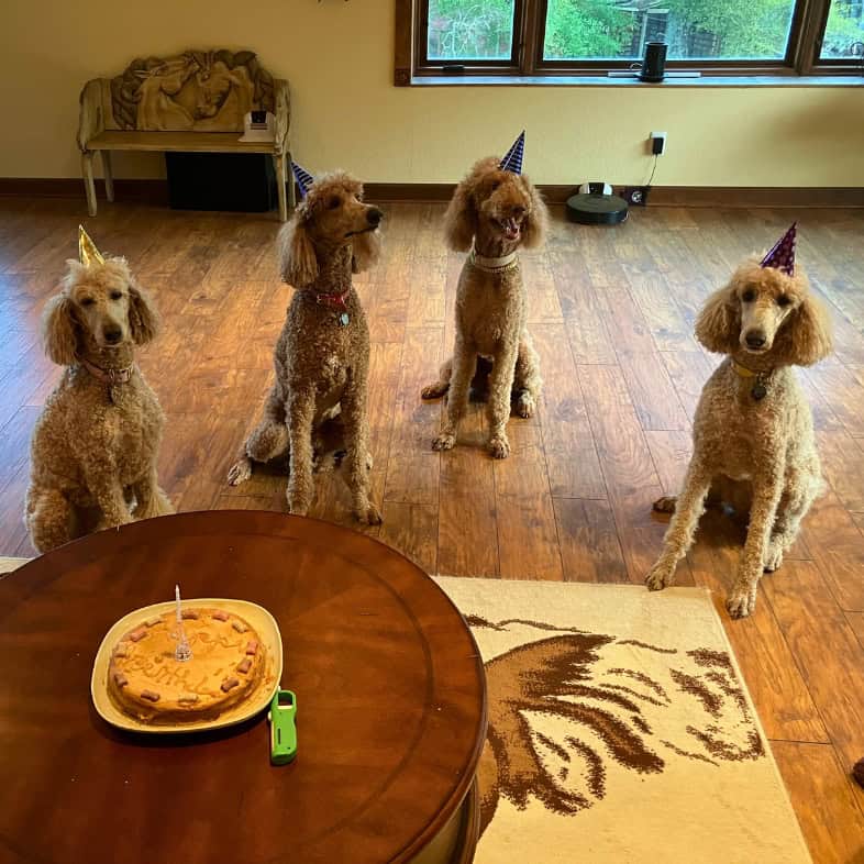 Four standard poodles wearing party hats while sitting around a wooden coffee table with a birthday cake on it.
