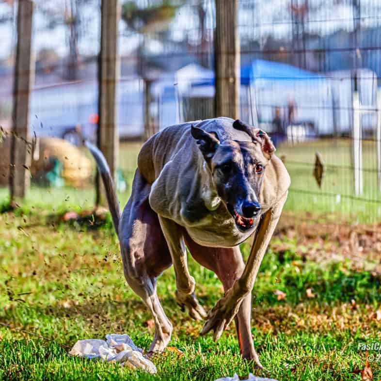 A muscular tan greyhound dog running at full speed across a grassy field.