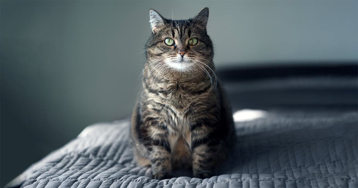 An overweight tabby cat with bright green eyes sitting on a bed.