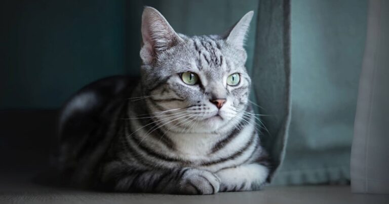 A silver tabby cat with black stripes and green eyes lying comfortably on the floor.