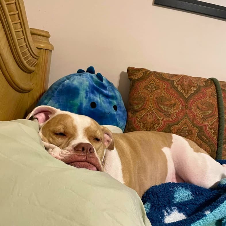 A tan and white dog resting its head comfortably on a green pillow in front of a blue plush toy.