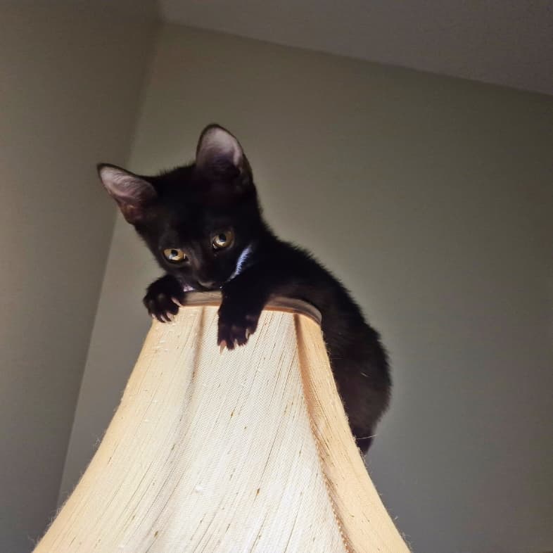 An American shorthair kitten with yellow eyes sitting on top of a white lampshade.