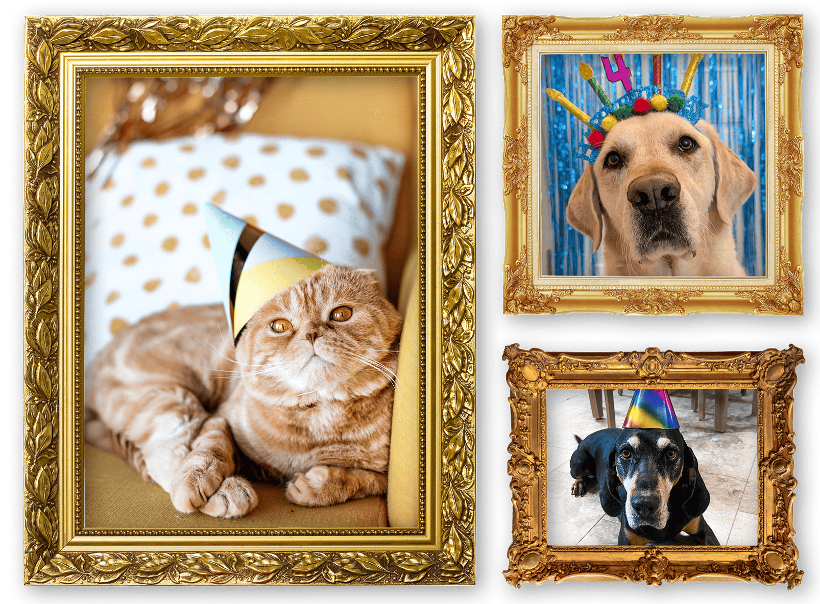 A collage of 3 pets wearing party hats in picture frames.