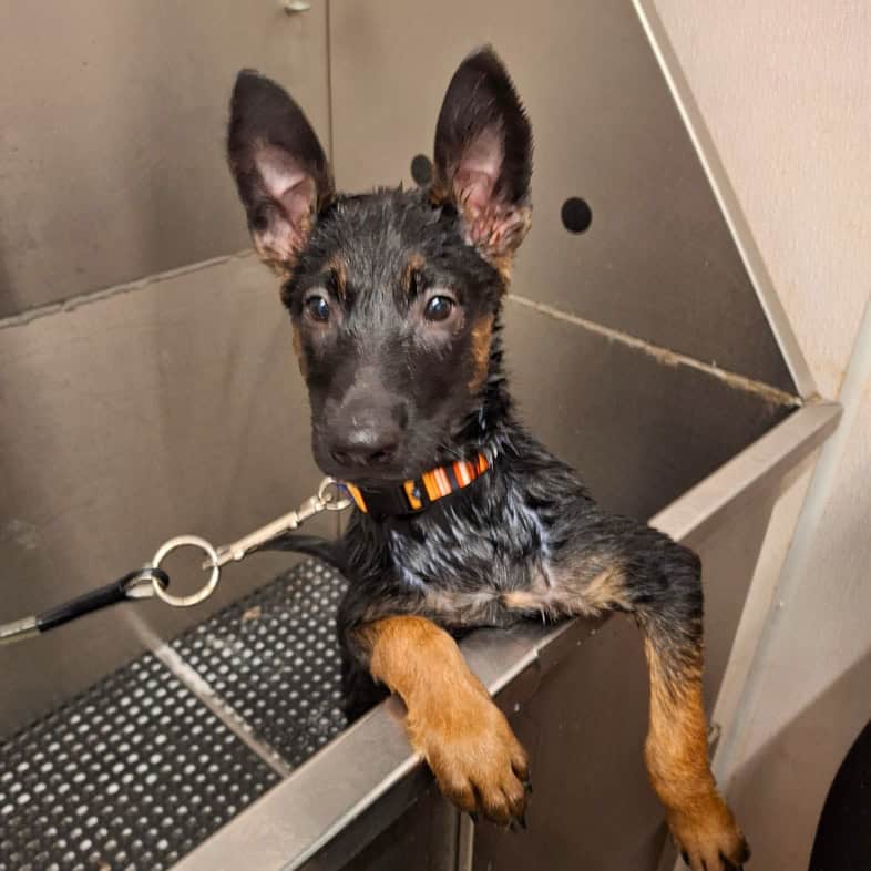 A wet Belgian malinois puppy with large, upright ears standing in a stainless steel grooming tub.