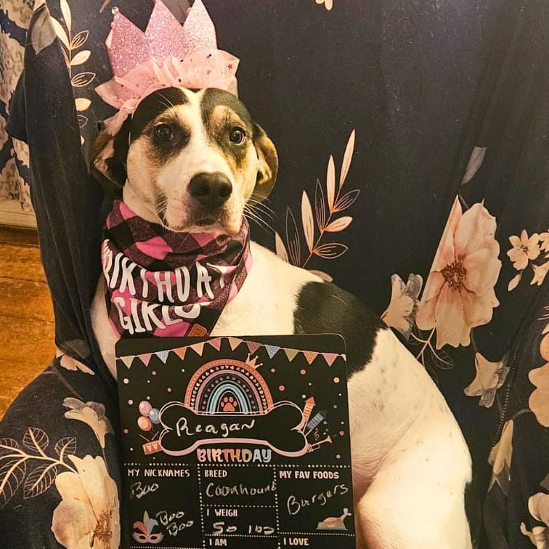A white and black treeing walker coonhound dog sitting on a floral chair and wearing a pink glitter crown and a pink buffalo plaid 'Birthday Girl' bandana.