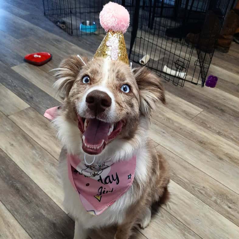 A white and tan dog with bright blue eyes smiling while wearing a gold glittery birthday hat with a pink pom-pom on top and a pink 'Birthday Girl' bandana.