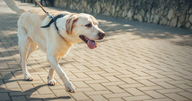 A yellow Labrador retriever wearing a black harness while walking on a brick-paved sidewalk in the sun.