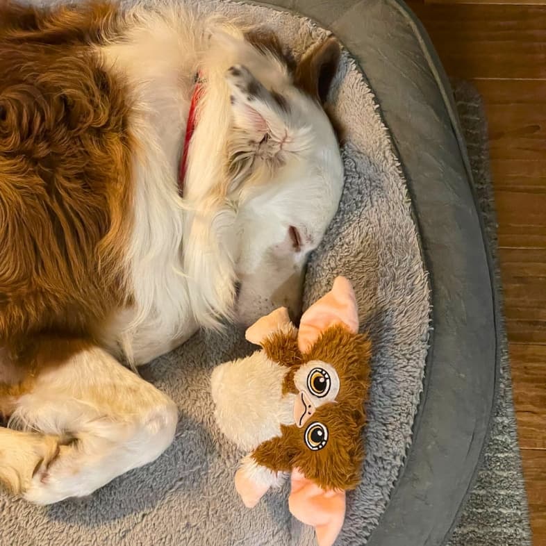 A brown and white Australian shepherd sleeping comfortably in a gray dog bed next to a plushy dog toy.