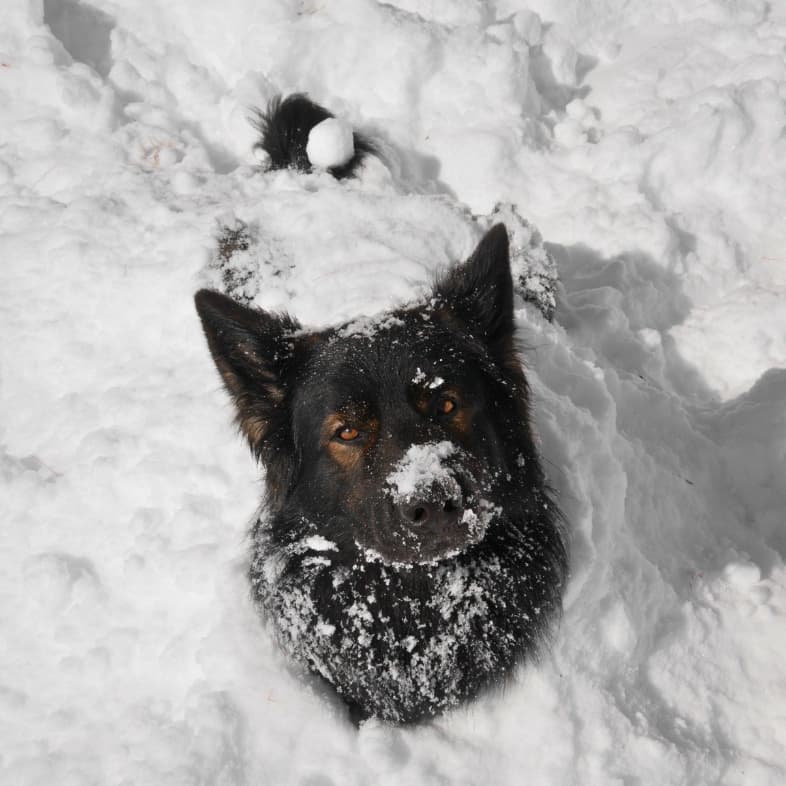 A close-up of a black German shepherd dog standing in deep snow with snow stuck to his fur and nose.