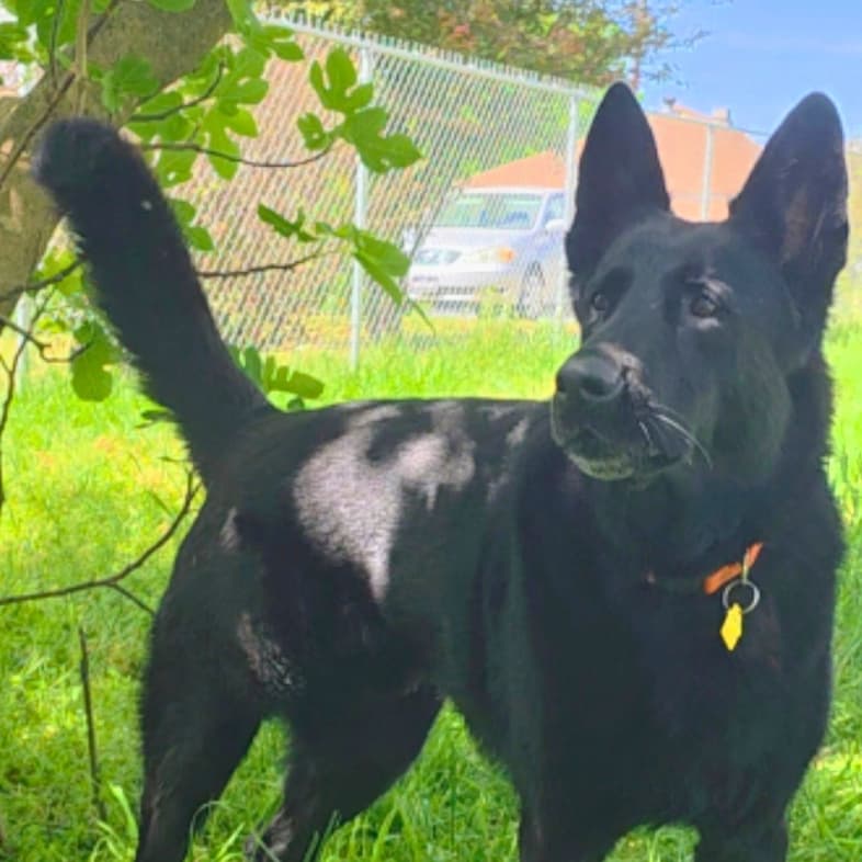 A close-up of a black German shepherd dog standing outside in tall green grass.