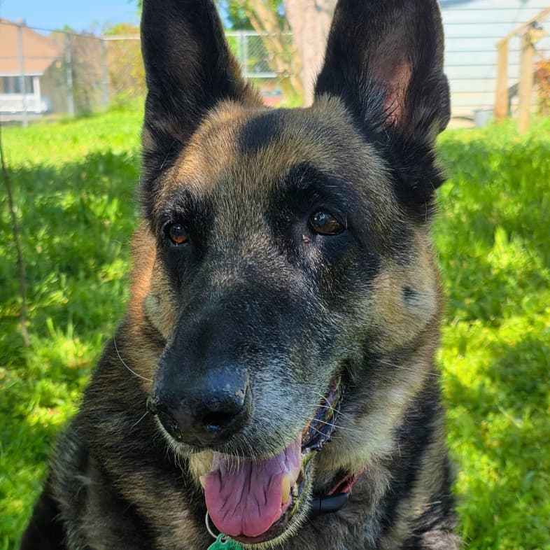 A close-up of a black and tan German shepherd dog smiling while sitting outside in green grass.