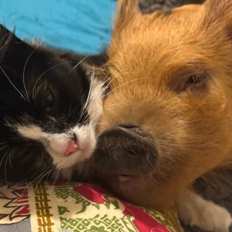 A close-up of a black and white cat cuddling up next to a brown piglet.