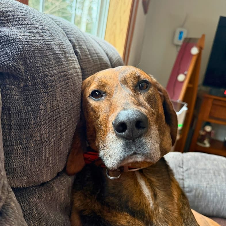 A close-up of a brown and black dog with a gray chin sitting comfortably on a soft gray couch.