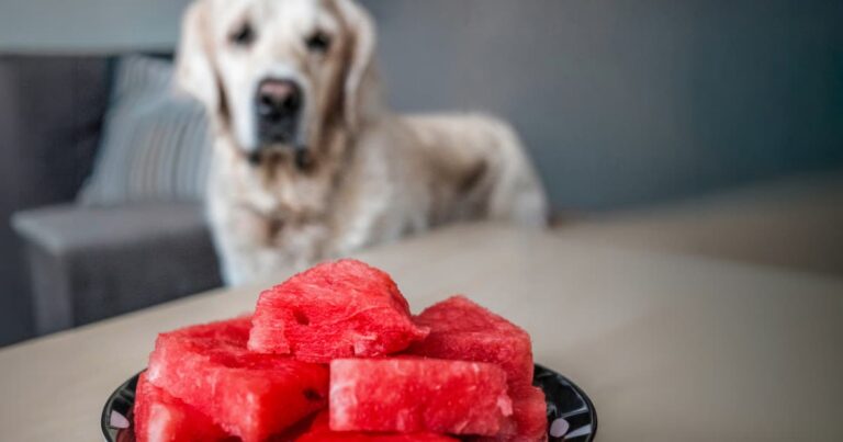 A close-up of a plate of sliced red watermelon in the foreground with a light-colored dog staring at the plate in the background.