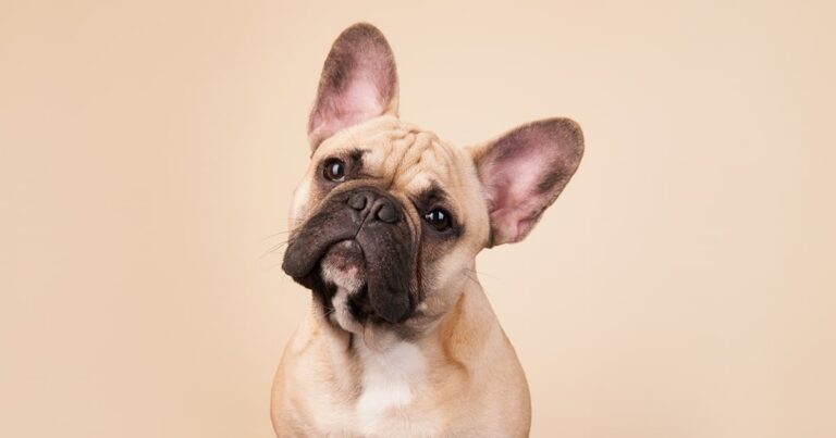 A close-up of a tan French bulldog with large upright ears tilting its head.