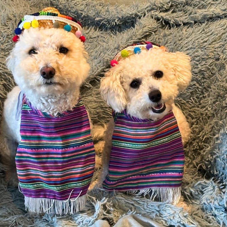 A close-up of two bichon frisé dogs sitting on a gray blanket while wearing matching colorful striped scarves and mini sombreros with multi-colored pom-poms on top.