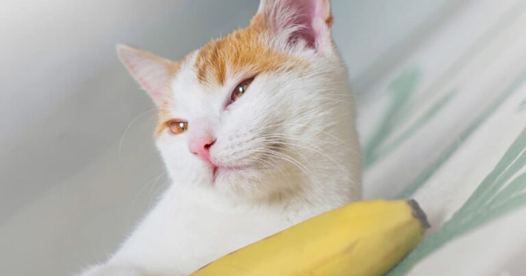 A close-up of a white and ginger cat lying next to a yellow banana.