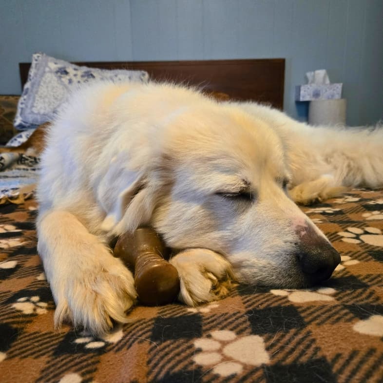 A close-up of a white Great Pyrenees sleeping comfortably on a bed with a brown chew treat between his front paws.