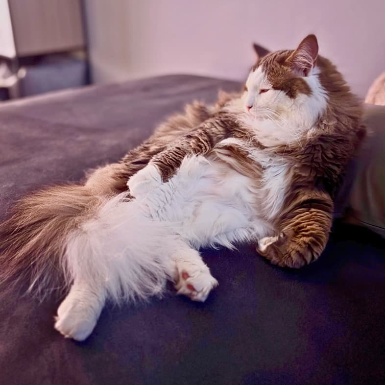 A fluffy, long-haired brown and white cat lying comfortably on its back on a dark bed.