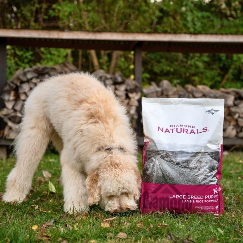 A fluffy white dog standing outside in green grass next to a bag of Diamond Naturals Large Breed Puppy Lamb & Rice Formula.