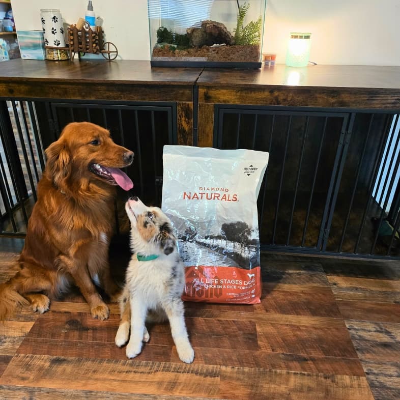 A golden retriever and an Australian shepherd puppy sitting on a wooden floor next to a bag of Diamond Naturals All Life Stages Dog Chicken & Rice Formula.