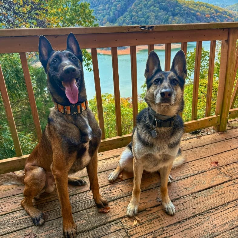 One black and tan Belgian Malinois and one German shepherd sitting next to each other on a wooden deck with a turquoise lake and forested hills in the background.