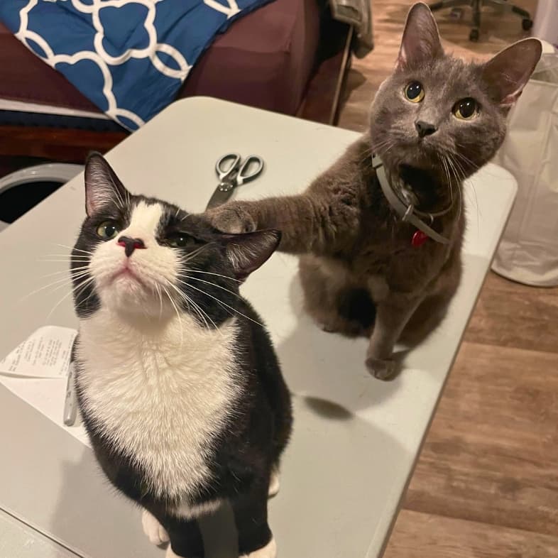 A Russian blue cat sitting on a white table with its paw resting on the head of a black-and-white tuxedo cat.