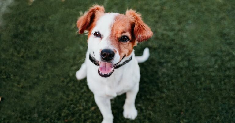 A small, happy white and brown puppy sitting on green grass.