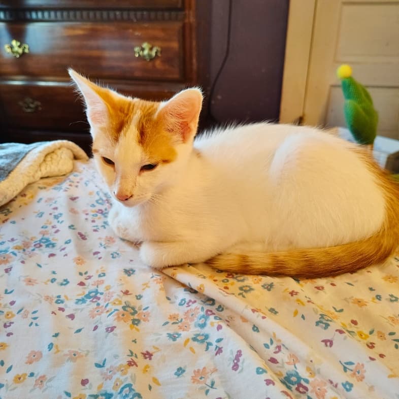 A small white and orange cat curled up comfortably on a bed with a floral patterned sheet.