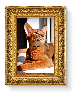 Featured Frame