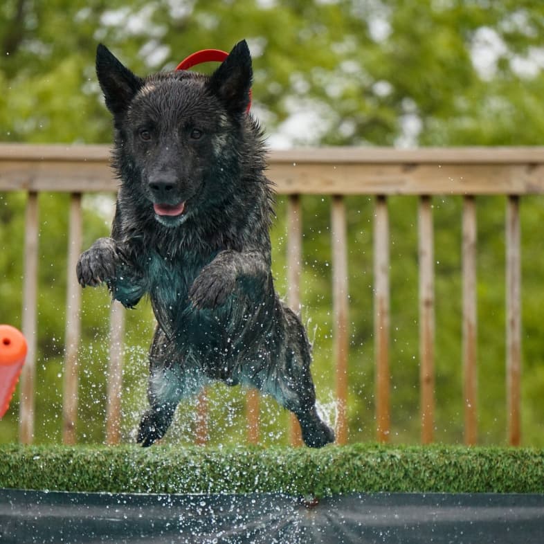 A black dog leaping off a dock into a pool with water splashing all around.