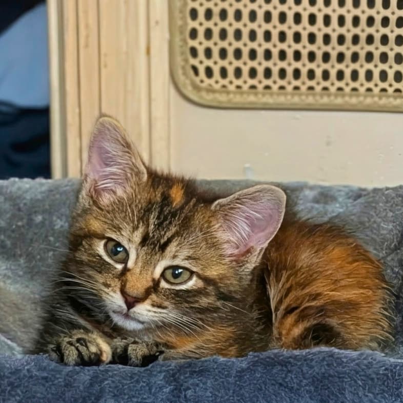 A black and tan American shorthair kitten sitting comfortably on a soft blanket.