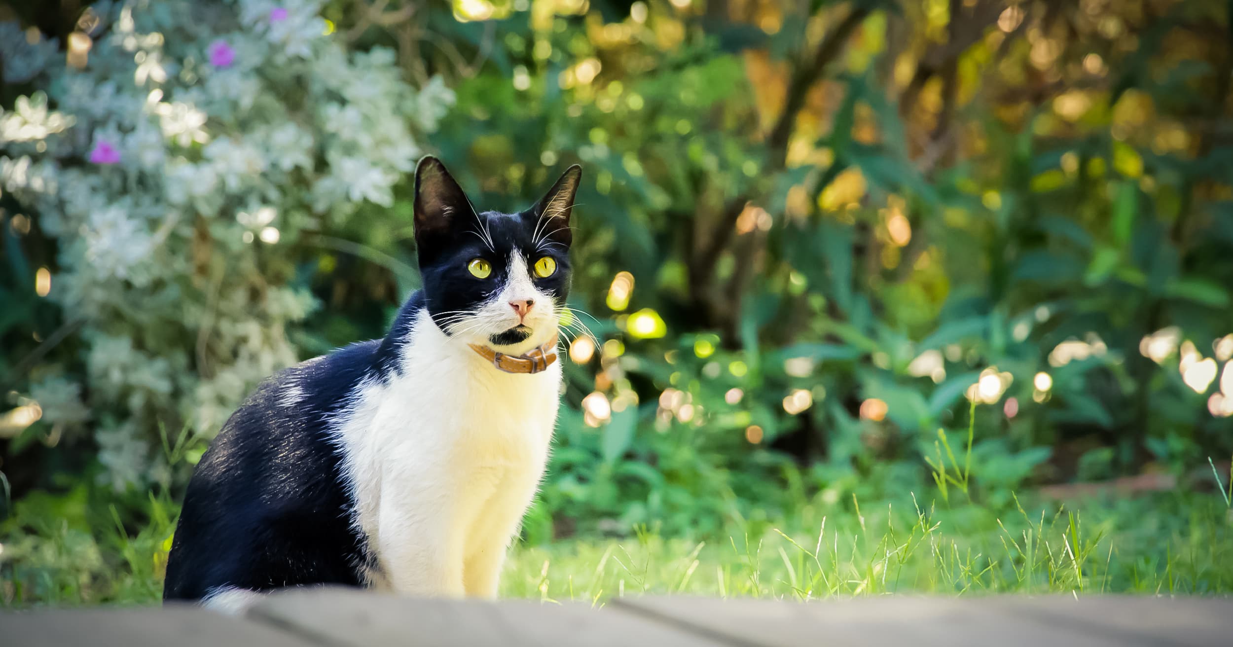 A black and white tuxedo cat wearing a brown collar while sitting in a sunlit garden.