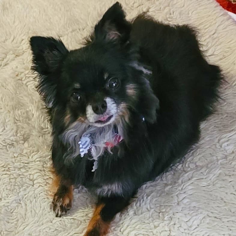 A close-up of a black long-haired chihuahua dog lying on a soft, white blanket.