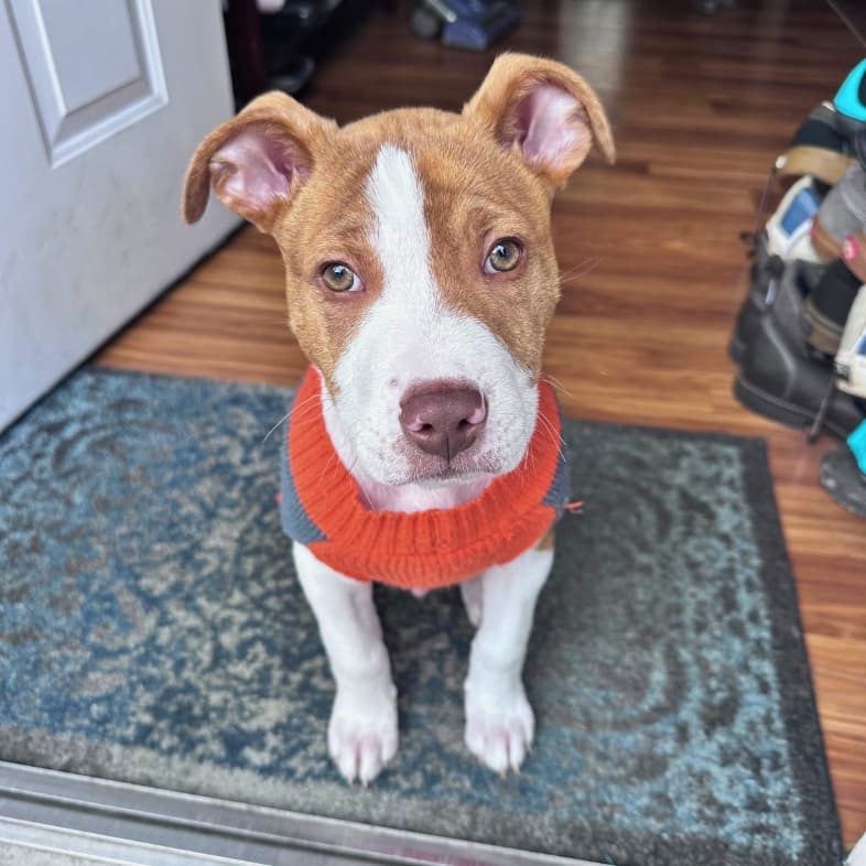 A close-up of a brown and white puppy sitting on a rug wearing an orange sweater.
