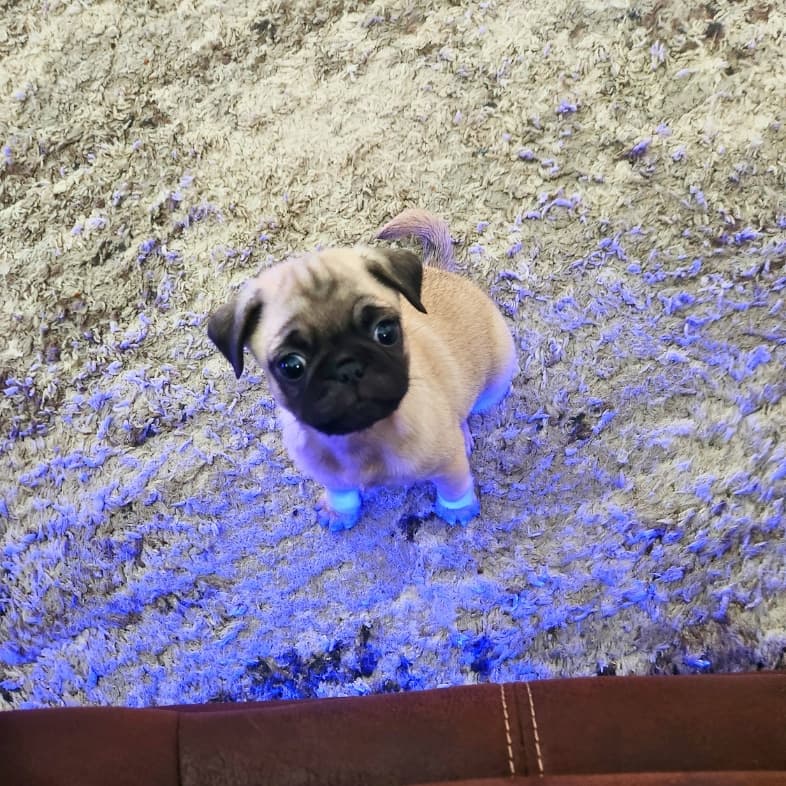 A close-up of a pug puppy sitting on a fluffy rug.