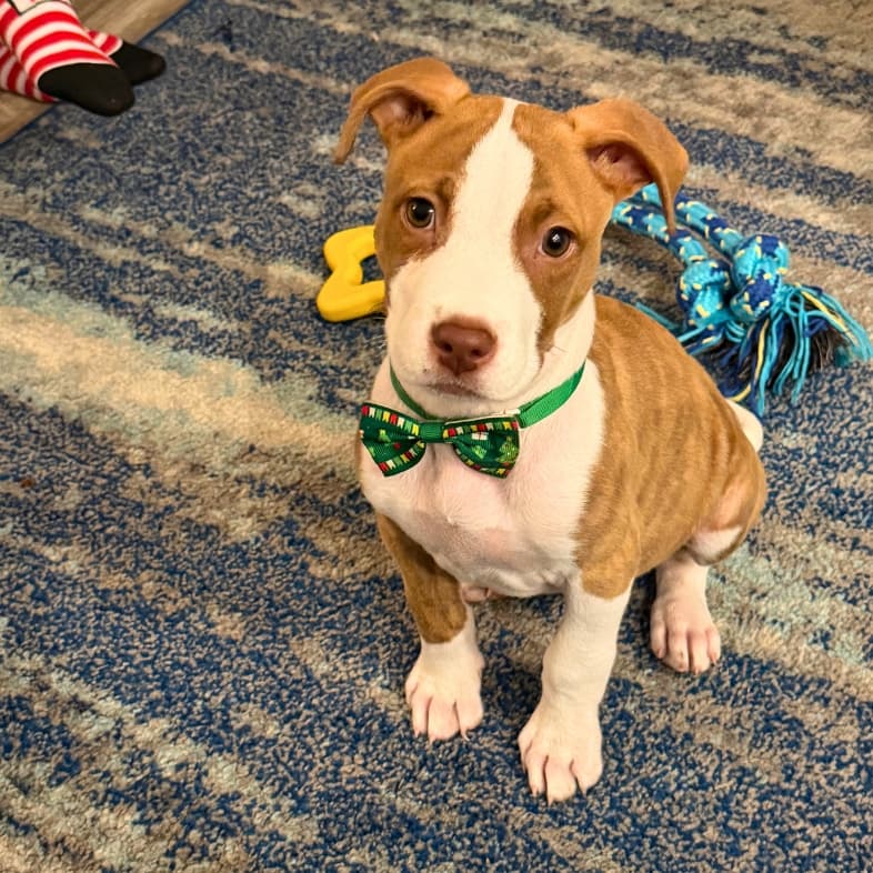 A close-up of a small tan and white puppy wearing a green bow tie while sitting on the floor near a few dog toys.