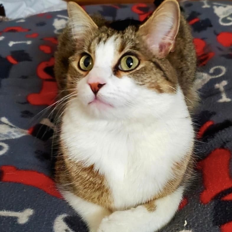 A close-up of a tan and white American shorthair cat sitting comfortably on a pet blanket.