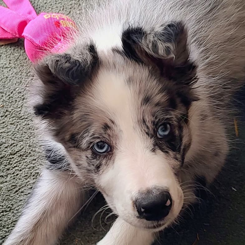 A close-up of a white and black border collie dog with bright blue eyes lying on a carpeted floor.