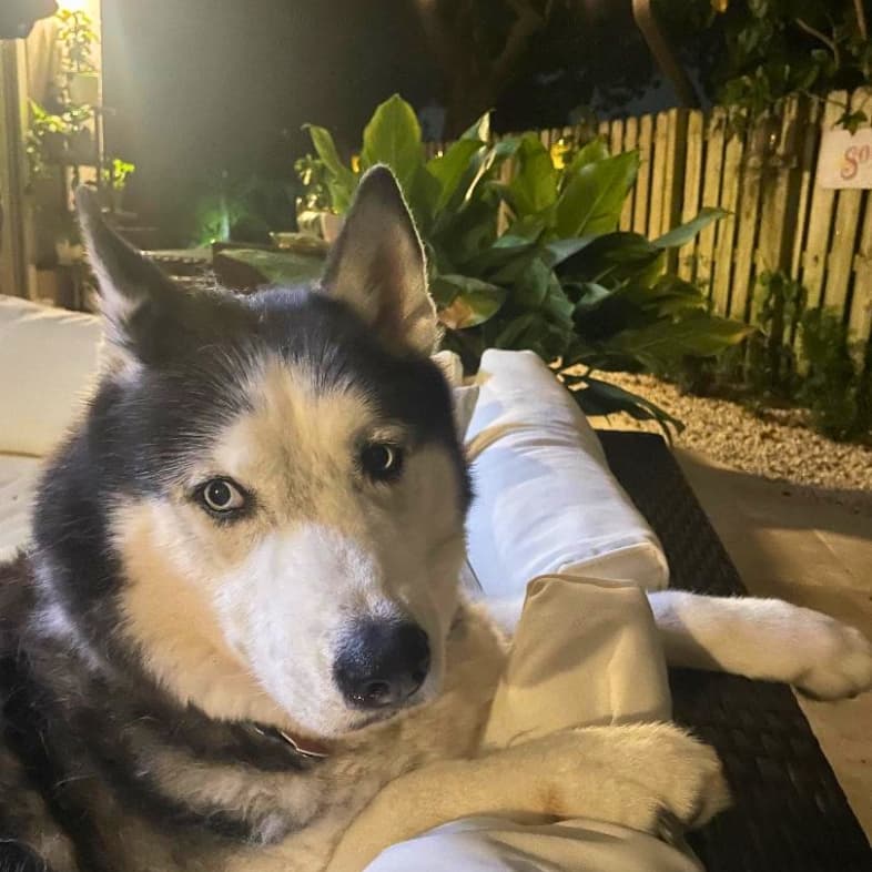 A close-up of a white and black Siberian husky dog lying comfortably outside on patio furniture.