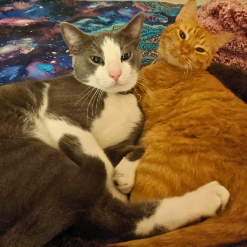 A gray and white American shorthair cat and an orange tabby cat cuddling closely together on a blanket.