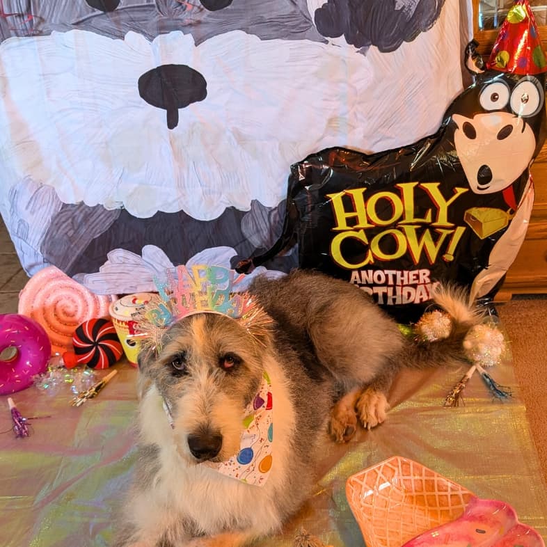 A large gray and white dog wearing a colorful 