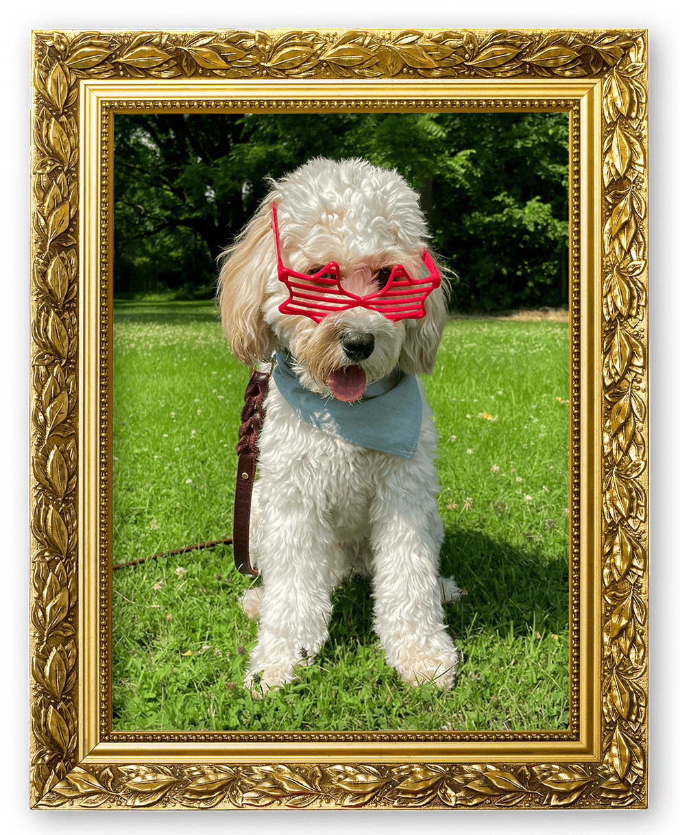 A dog wearing sunglasses outside on the grass on a sunny day.