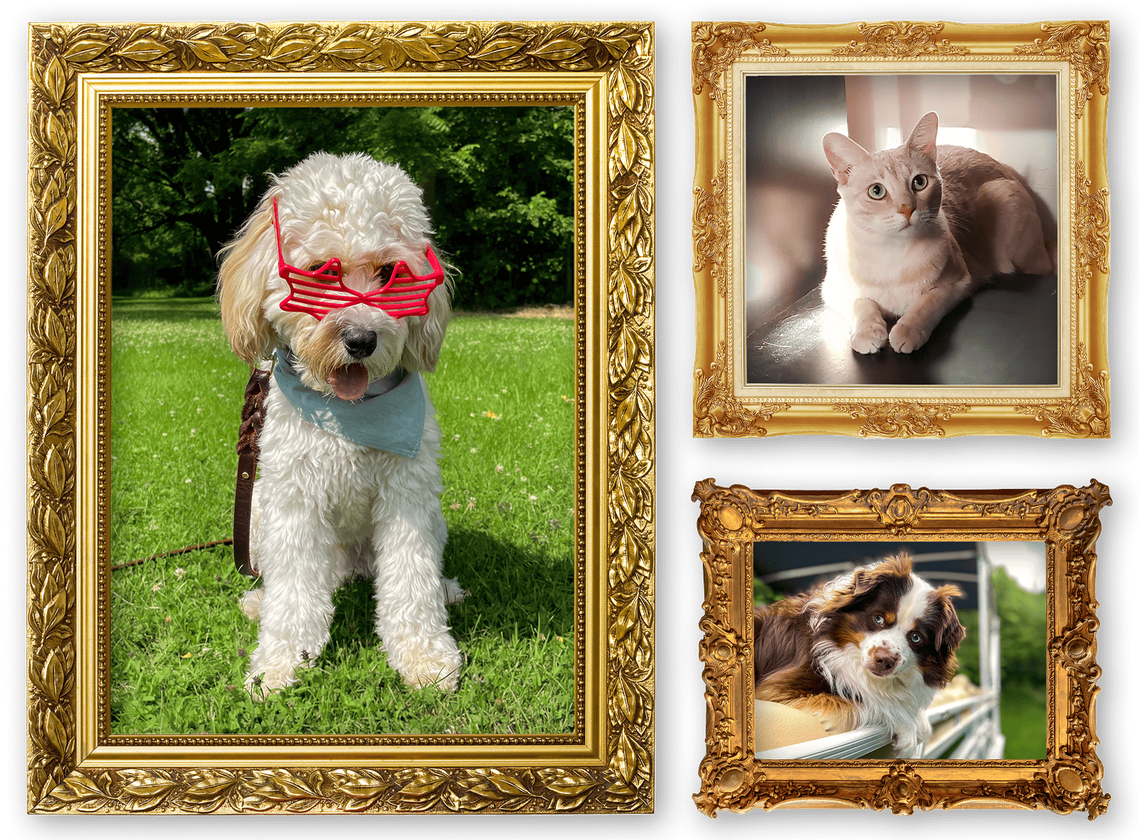 A collage of 3 pets enjoying the sun in picture frames.