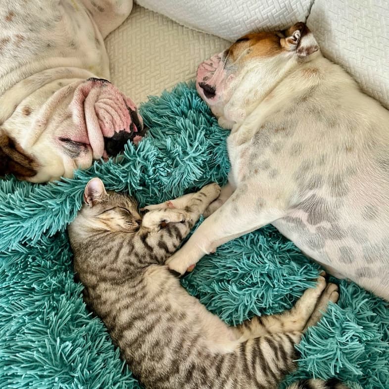 A tabby cat and two English bulldogs sleeping soundly together on a white couch with a fluffy teal shag blanket.