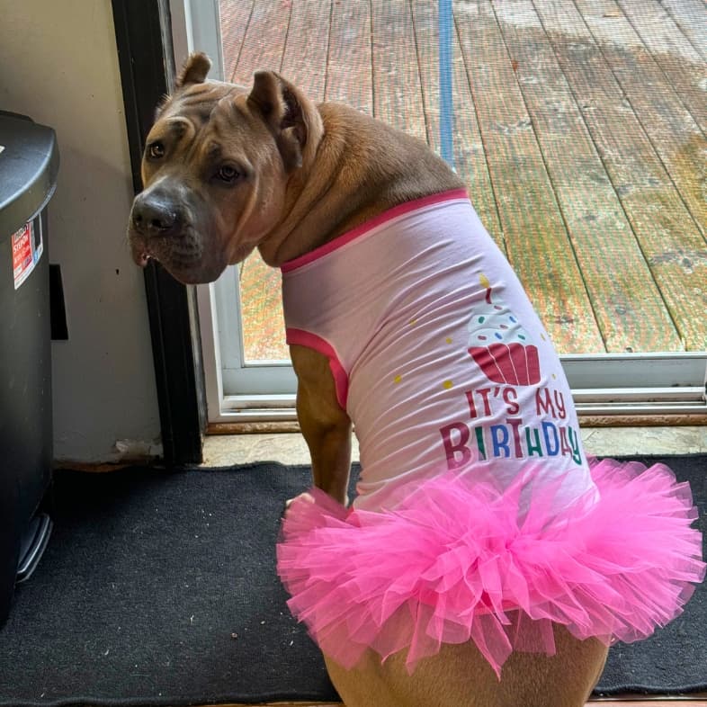 A tan cane corso dog sitting near a glass door while wearing a pink 'It's My Birthday' shirt and a matching pink tutu.