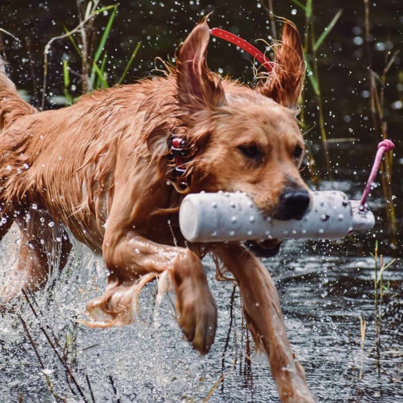 A wet golden retriever leaping through shallow water while carrying a white training bumper in its mouth.